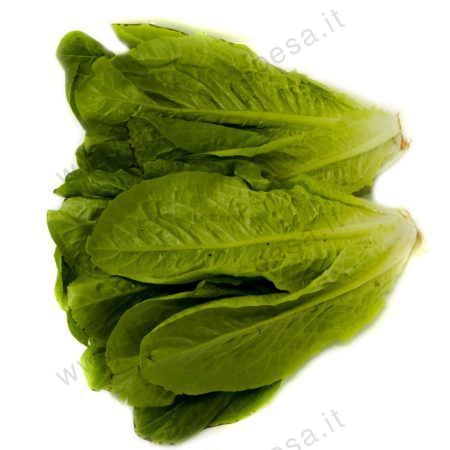 Insalata romana gr. 800 circa