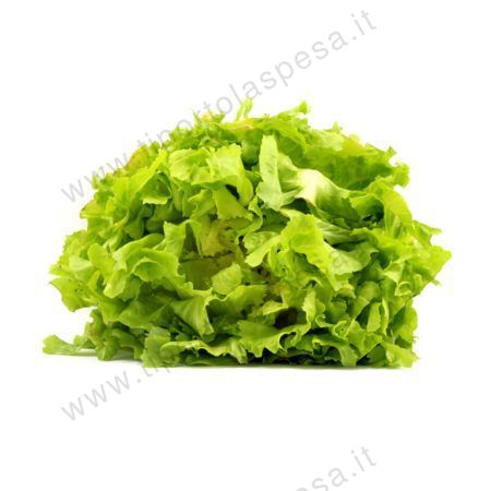 Insalata scarola gr.800 circa