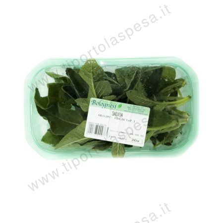 Salvia in vaschetta Bolognesi